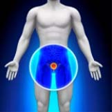 What is Prostate?